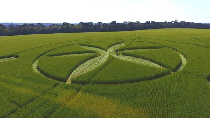 Video: Geheimnisvolle Zeichnungen auf einem Feld in Brasilien 