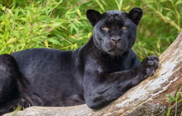 Warum träumt der schwarze Panther? 