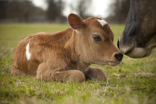 Warum träumt das Kalb? 