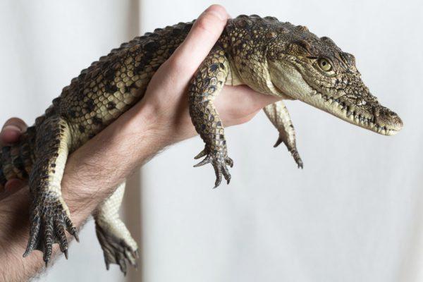 Krokodil als Haustier 