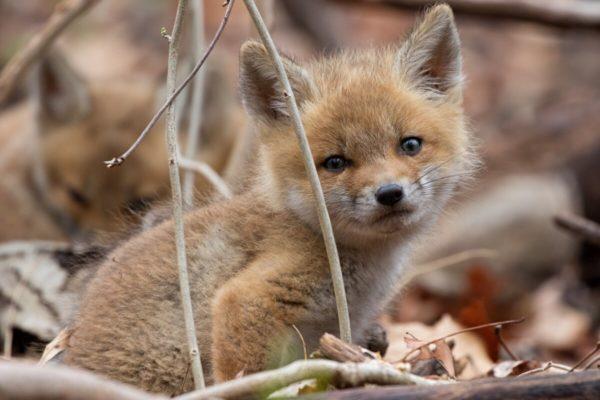 Warum träumt der Fuchs? 