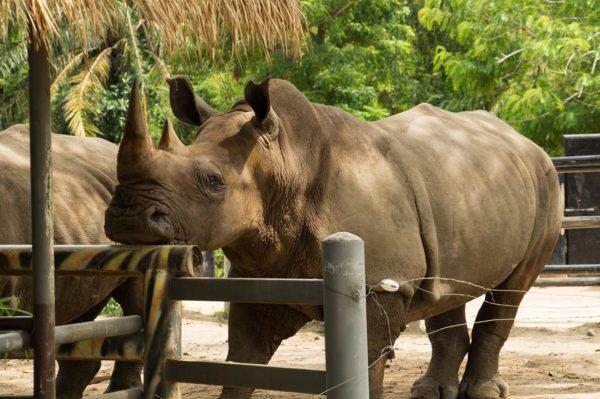 Warum träumt das Nashorn? 