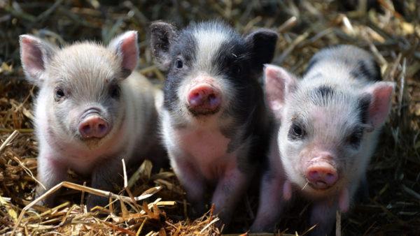 Warum träumt das kleine Ferkel lebendig? 