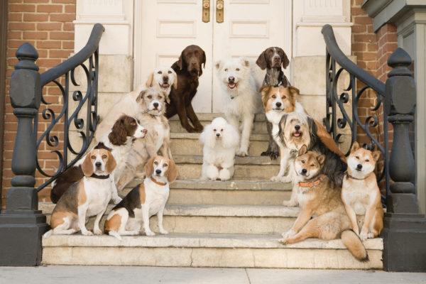 Viele Tiere im Haus 