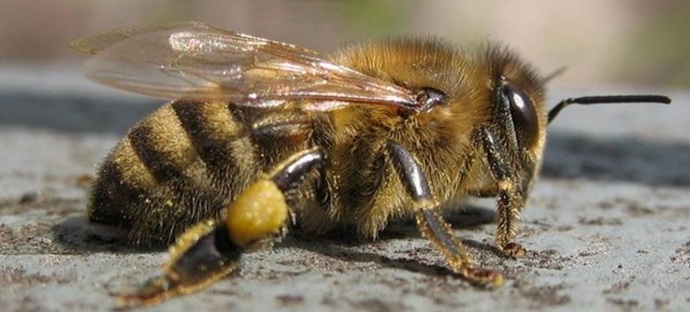 In Frankreich starben Bienen bei einem Unfall