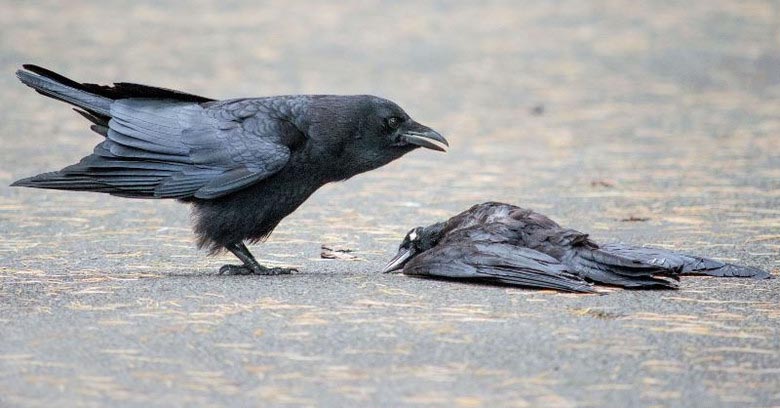 Crows Beerdigung: Was erzählen sie uns?