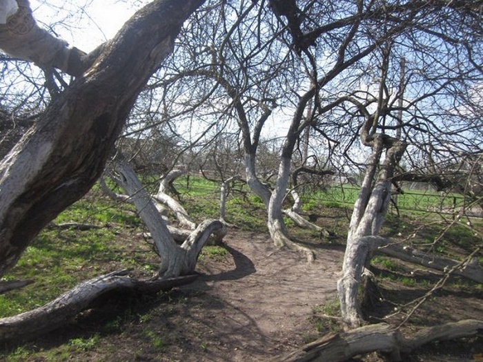 Apfelbaum
