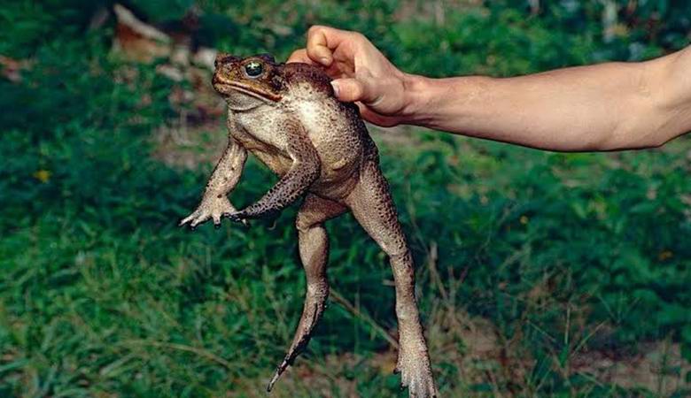 Giftige Kröten, die enorme Größen erreichen können, überfluteten Florida