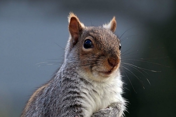 Warum lauschen Eichhörnchen?