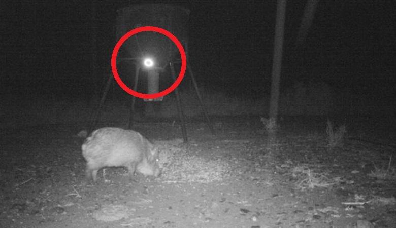 Ein mysteriöser Haufen Licht hat ein wildes Schwein getötet