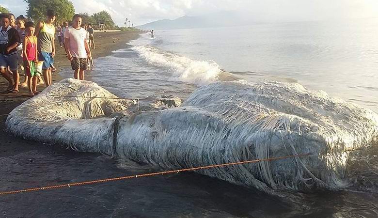 Eine mysteriöse Kreatur, die auf den Philippinen entdeckt wurde